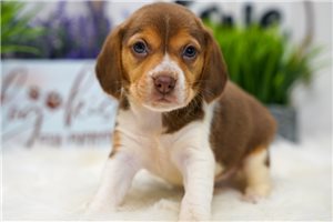 Laura - Beagle for sale
