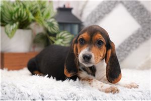 Hannah - Beagle for sale