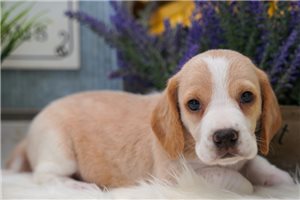 Raya - Beagle for sale