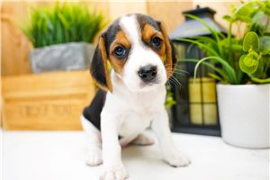 Saylor - Beagle for sale