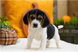 Vince - Beagle for sale
