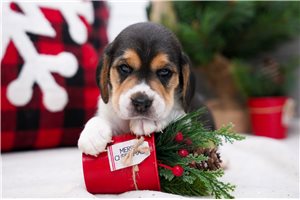 Walter - puppy for sale