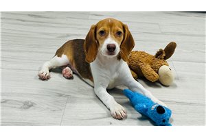 Ellen - Beagle for sale