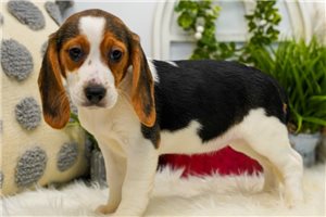Kehlani - Beagle for sale
