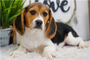 Kinsley - Beagle for sale