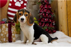 Vernon - Beagle for sale