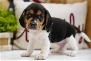 Elam - Beagle for sale