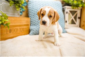 Dale - puppy for sale