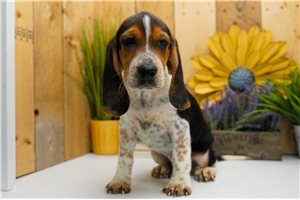 Eldon - puppy for sale