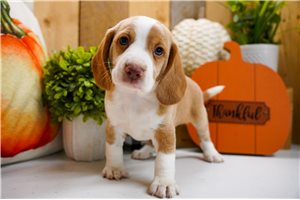 Creek - Beagle for sale