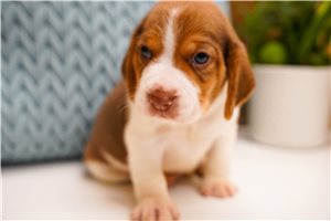 Carter - puppy for sale