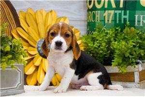 Alexander - Beagle for sale