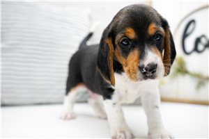 Eddy - Beagle for sale