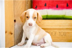 Hero - Beagle for sale