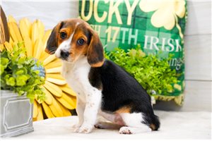 Aurora - Beagle for sale