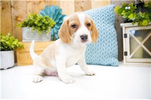 Dale - Beagle for sale