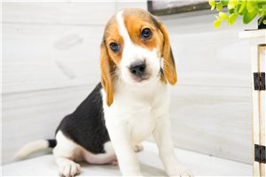 Enrico - Beagle for sale