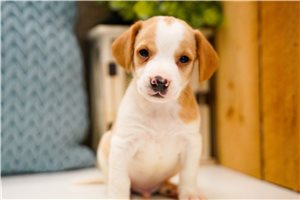 Hank - puppy for sale