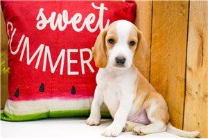 Hitch - Beagle for sale