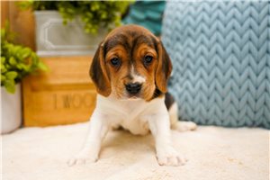 Darlene - Beagle for sale