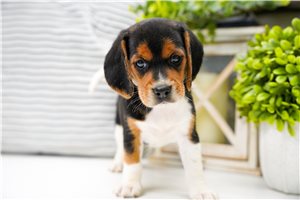 Diana - Beagle for sale
