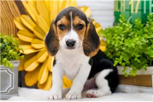 Avery - Beagle for sale