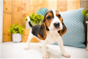 Draco - Beagle for sale