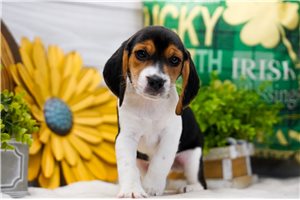 Anthony - Beagle for sale