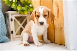 Donovan - Beagle for sale