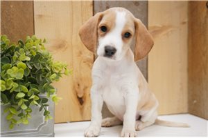 Hazel - Beagle for sale