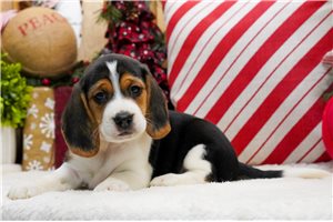 Wesley - puppy for sale