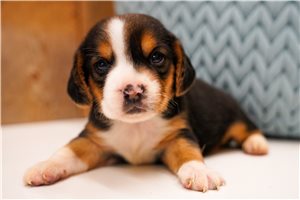 Carmen - Beagle for sale