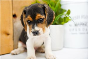 Dervish - Beagle for sale
