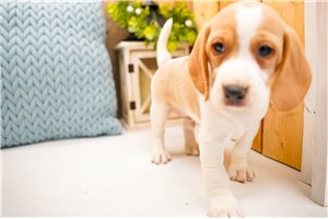 Dale - Beagle for sale
