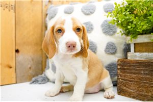 Scamp - Beagle for sale