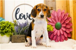 Aurora - Beagle for sale