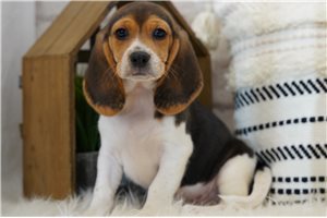Lorenzo - Beagle for sale
