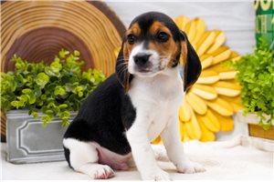 Anthony - Beagle for sale