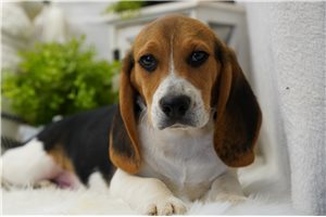 Kayden - Beagle for sale