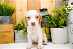 Scarlett - Beagle for sale