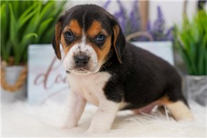 Lawson - Beagle for sale