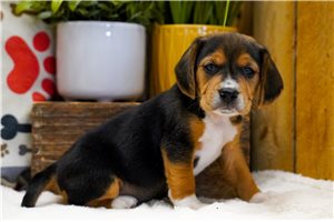 Newt - Beagle for sale