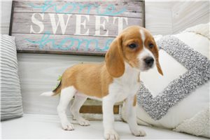 Diamond - Beagle for sale