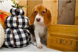 Ellen - Beagle for sale