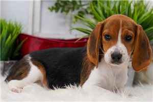 Dolores - Beagle for sale