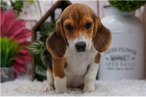 Reid - Beagle for sale