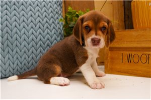 Emilia - Beagle for sale