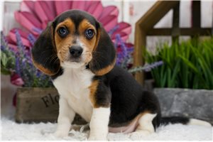 Harris - Beagle for sale