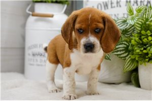 Edward - puppy for sale