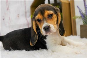 Knox - Beagle for sale